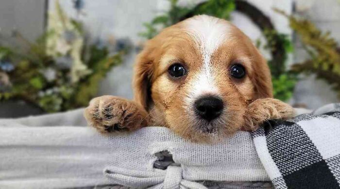 Phil- Awesome Small Male Cavapoo Puppy - Image 3