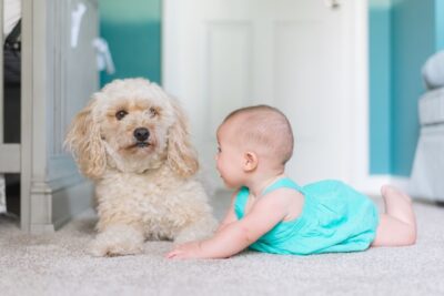 Poodle and Baby