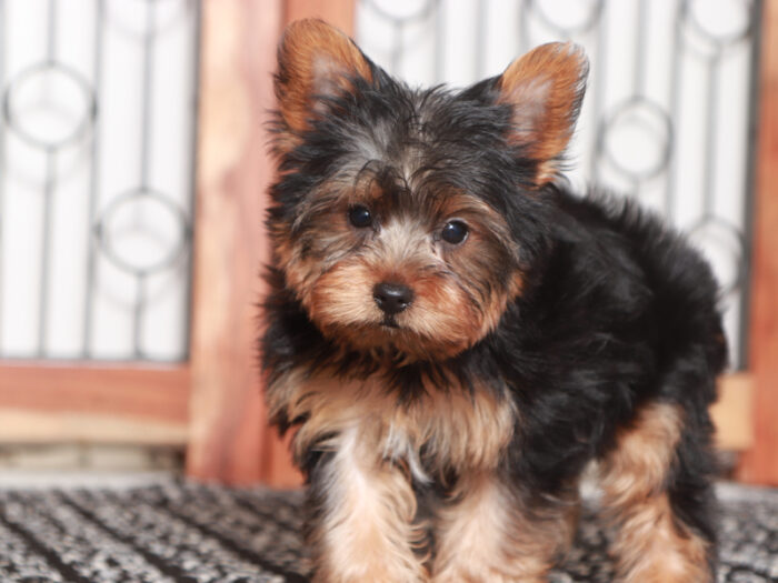 Pilot- Delightful Little Male Yorkie Puppy