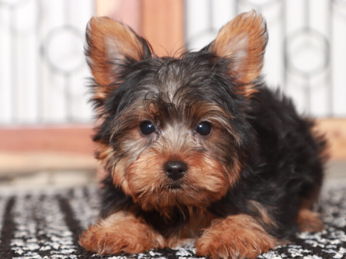 Pilot- Delightful Little Male Yorkie Puppy - Image 2