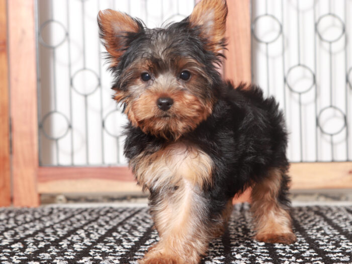 Pilot- Delightful Little Male Yorkie Puppy - Image 3