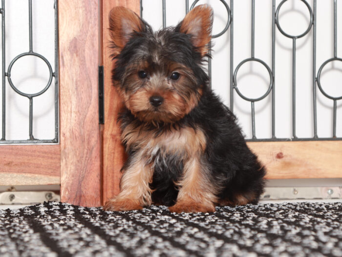 Pilot- Delightful Little Male Yorkie Puppy - Image 4