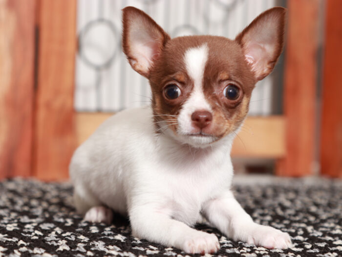 Piper - Beautiful Female Chihuahua Puppy