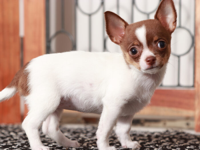 Piper - Beautiful Female Chihuahua Puppy - Image 2