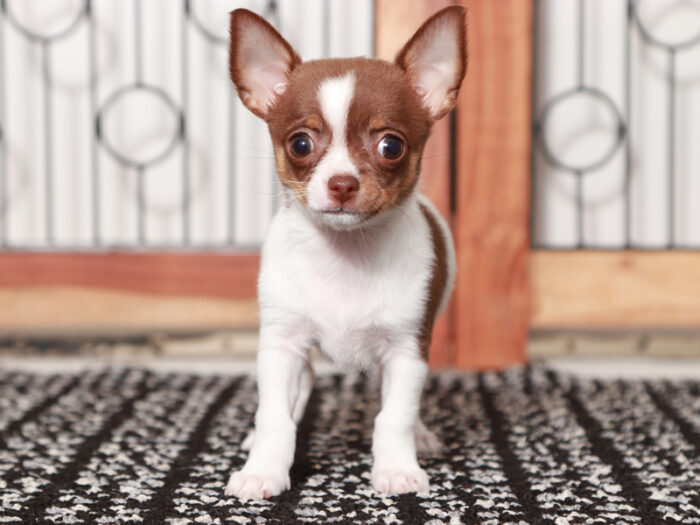 Piper - Beautiful Female Chihuahua Puppy - Image 3
