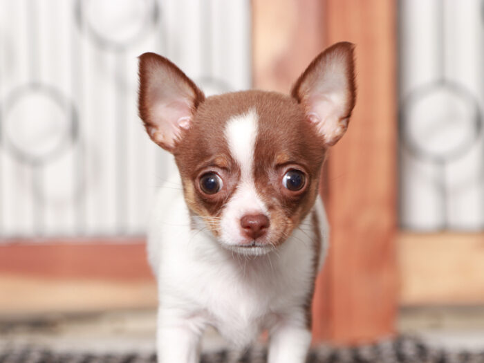 Piper - Beautiful Female Chihuahua Puppy - Image 4