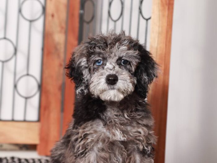 Pippa-  Sweet Blue Merle Female Maltipoo Puppy - Image 3