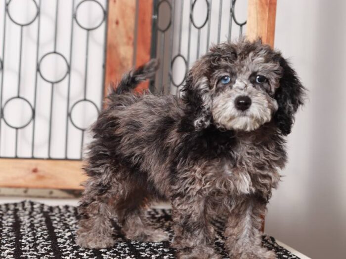 Pippa-  Sweet Blue Merle Female Maltipoo Puppy - Image 4