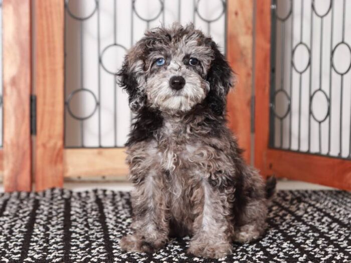 Pippa-  Sweet Blue Merle Female Maltipoo Puppy - Image 5