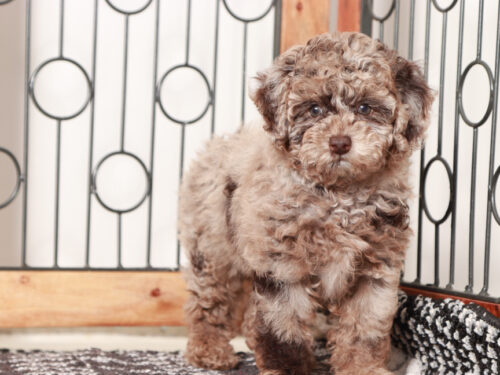 chocolate merle poodle