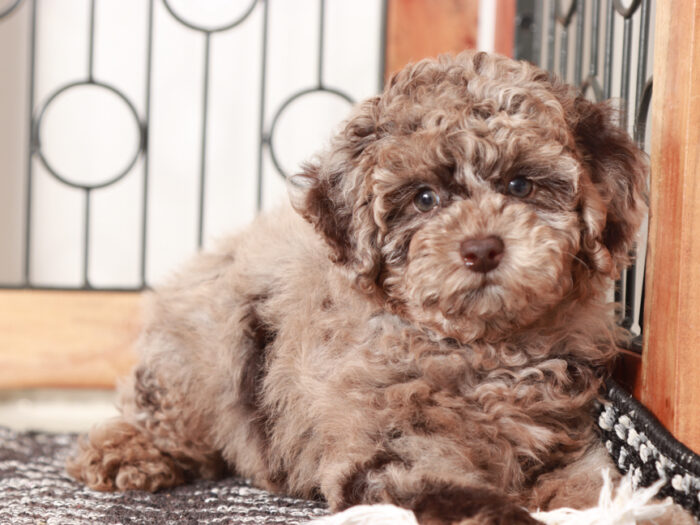 chocolate merle poodle