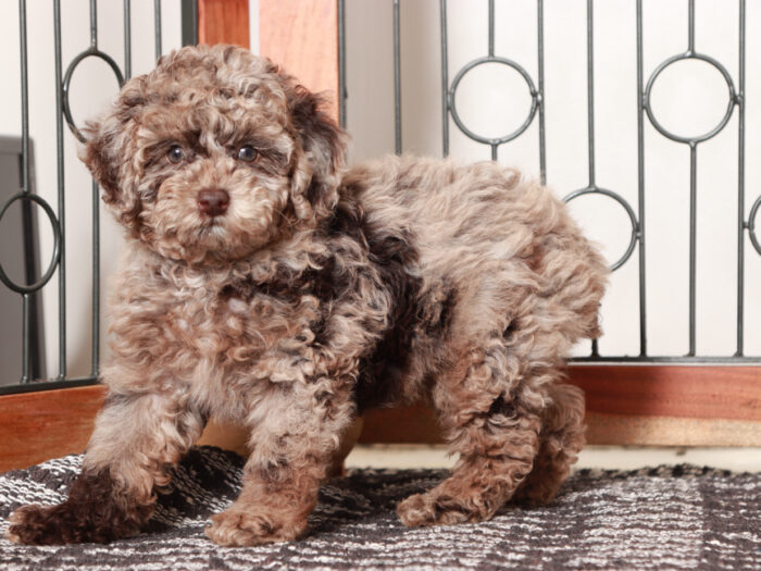 chocolate merle poodle