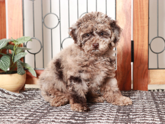 chocolate merle poodle