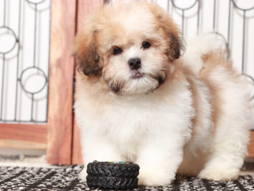 teddy bear puppy