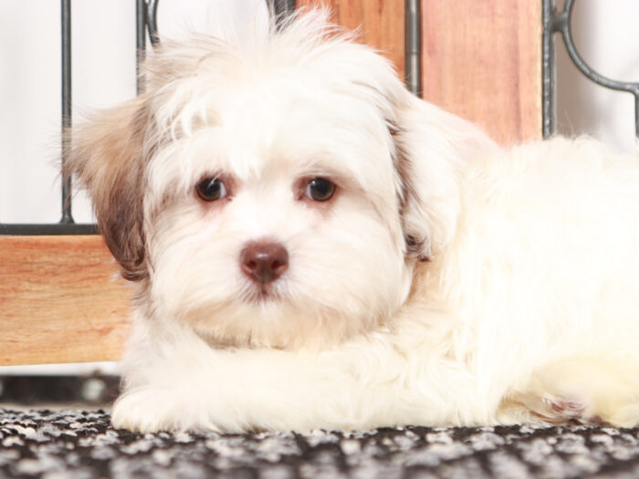 Prince - Sweet male Teddy Bear Puppy for Sale in Florida