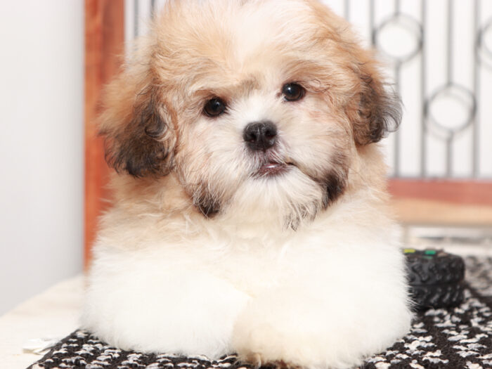 Prince - Sweet male Teddy Bear Puppy for Sale in Florida - Image 2