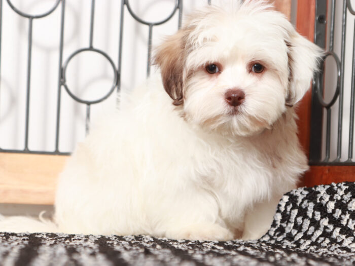 Prince - Sweet male Teddy Bear Puppy for Sale in Florida - Image 2