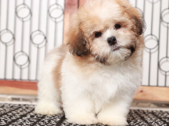 Prince - Sweet male Teddy Bear Puppy for Sale in Florida - Image 3