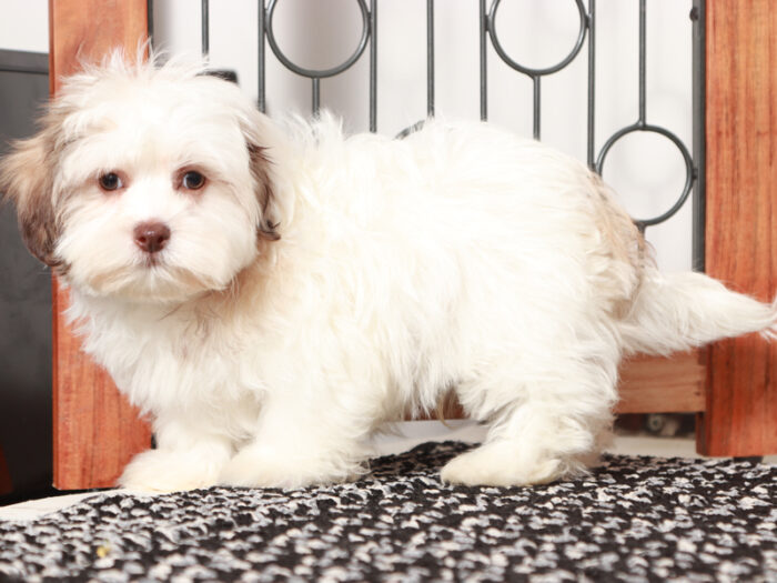 Prince - Sweet male Teddy Bear Puppy for Sale in Florida - Image 3