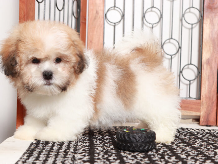 Prince - Sweet male Teddy Bear Puppy for Sale in Florida - Image 4