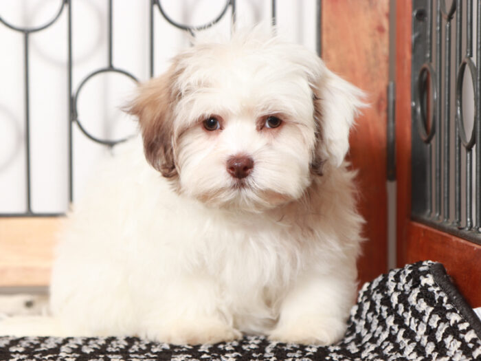 Prince - Sweet male Teddy Bear Puppy for Sale in Florida - Image 4
