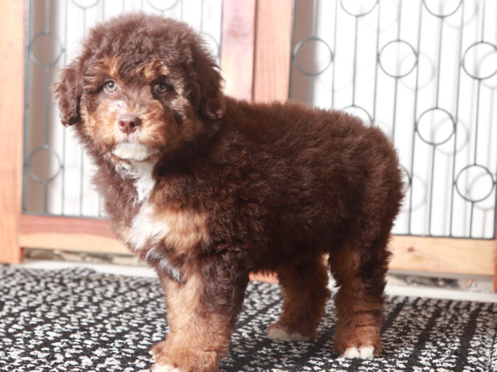 Princess- Perfect Female F1B Mini Aussiedoodle