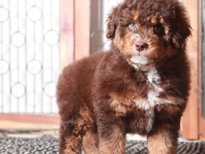 Princess- Perfect Female F1B Mini Aussiedoodle - Image 2