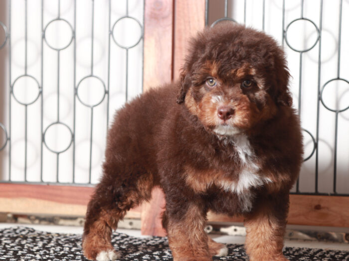 Princess- Perfect Female F1B Mini Aussiedoodle - Image 3