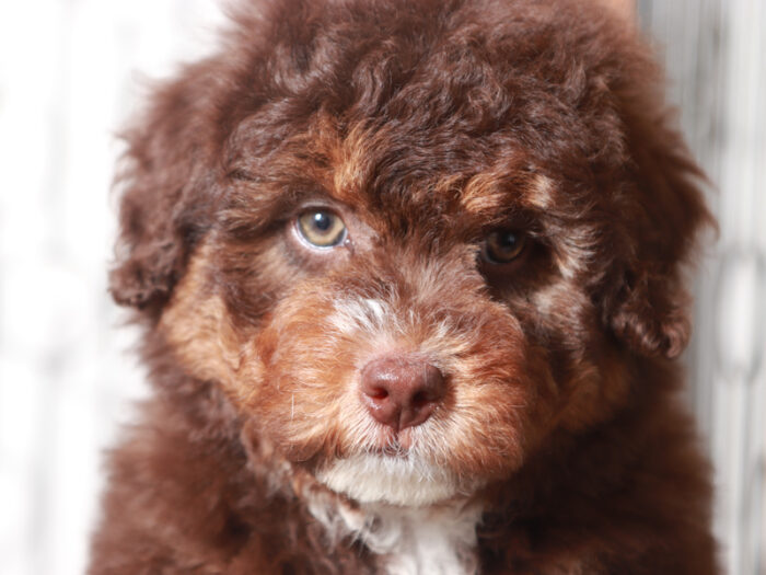 Princess- Perfect Female F1B Mini Aussiedoodle - Image 4