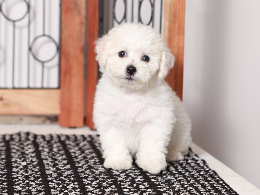 Bichon intelligence hot sale