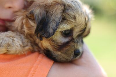 Owner carrying Shichon pup