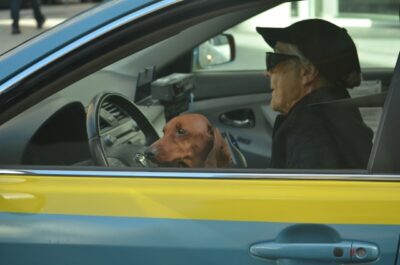 Dachshund in a car