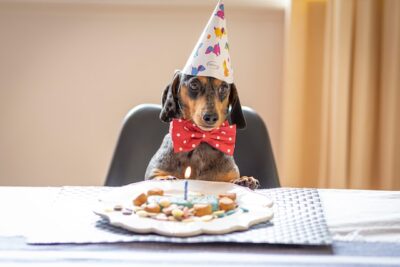 Dachshund Birthday