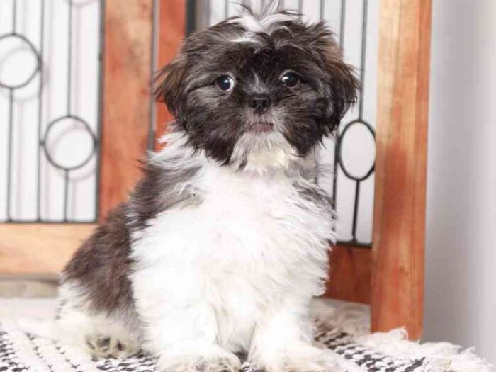 Rex- Dapper Little Male Shih Tzu Puppy For Sale