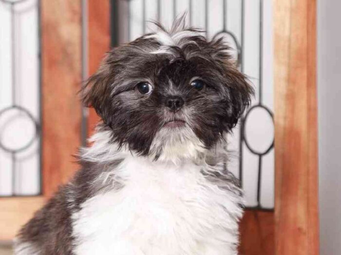 Rex- Dapper Little Male Shih Tzu Puppy For Sale - Image 3