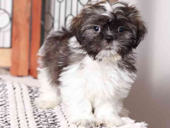 Rex- Dapper Little Male Shih Tzu Puppy For Sale - Image 4