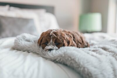 Cavapoo pup laying down on bed