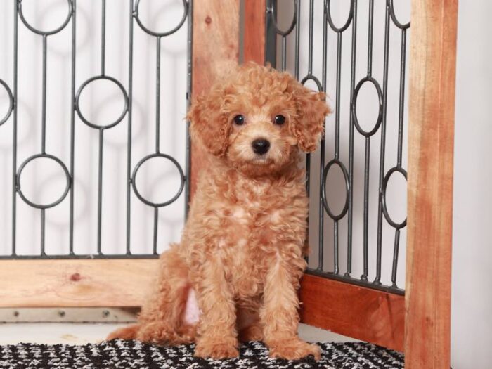 Ron - Fun Male F1B Cavapoo Puppy For Sale - Image 2