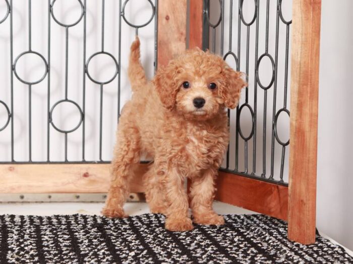 Ron - Fun Male F1B Cavapoo Puppy For Sale - Image 3