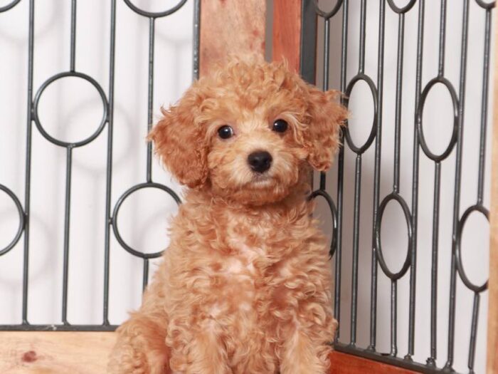 Ron - Fun Male F1B Cavapoo Puppy For Sale