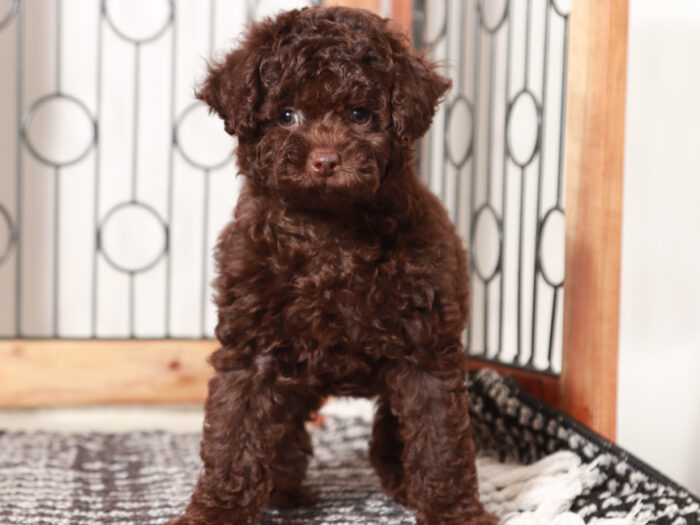 Female Poodle