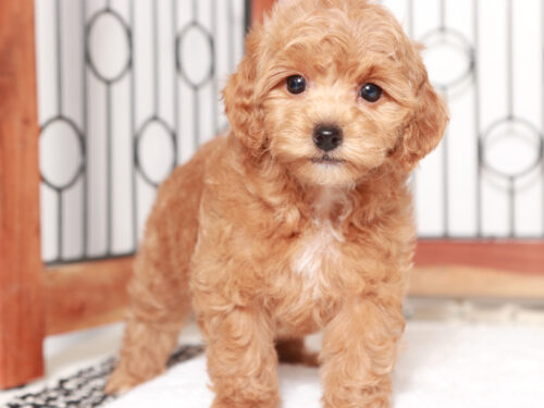 Poodle Puppy