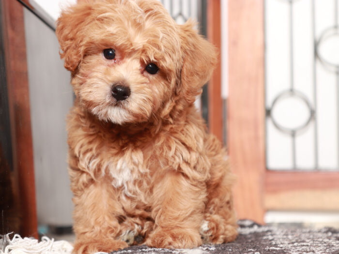 Yorkie Poo Puppy