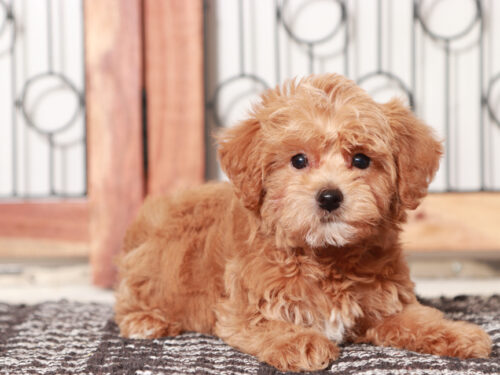 Yorkie Poo Puppy