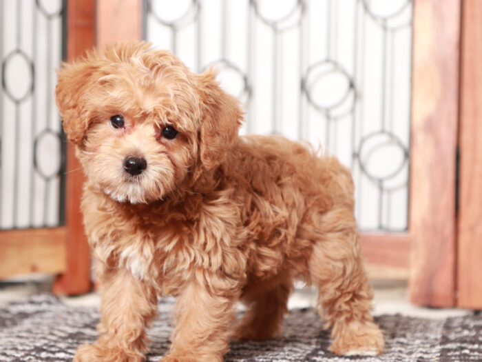 Yorkie Poo Puppy