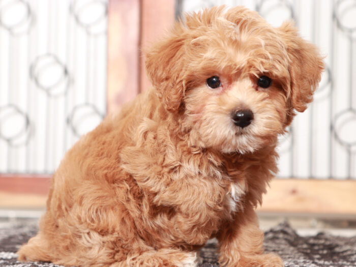 Rupert - Dapper F1B Male Yorkie-Poo Puppy - Image 4