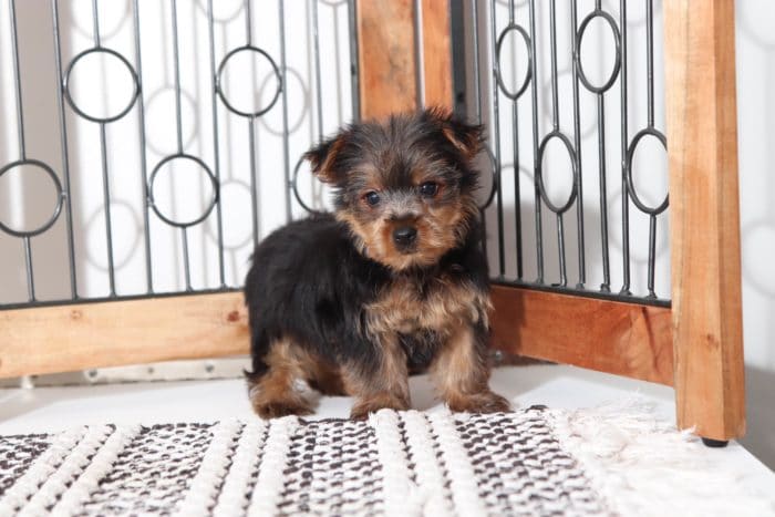 Sage - Loving Little ACA (Black and Tan) Female Yorkie - Image 4