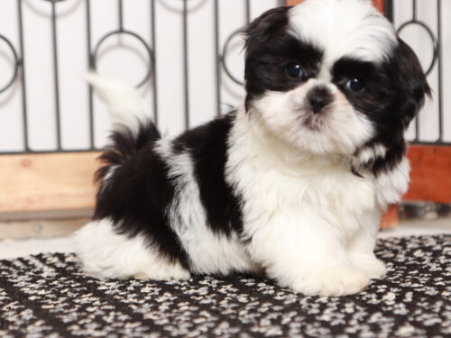 Female Shih Tzu