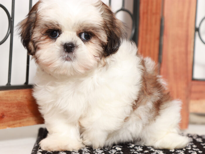 Sally - Loving female Shih Tzu Puppy For Sale