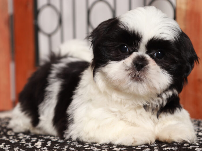 shih tzu